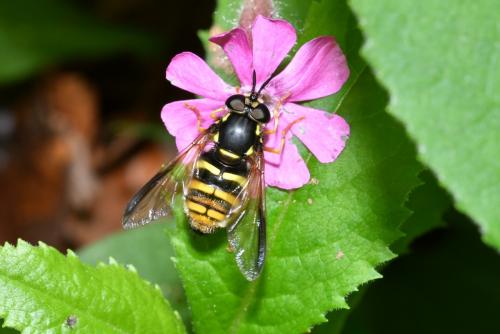 Réf. 206 884 : Chrysotoxum fasciolatum